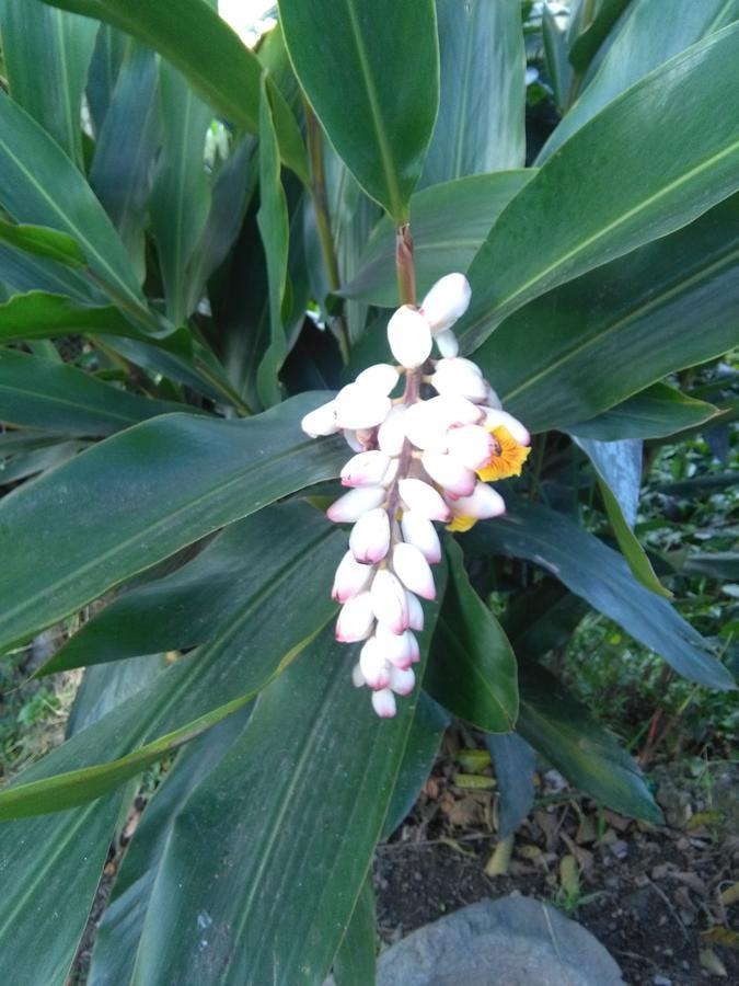 Guayabal de SíquimaCasa Finca El Girasol别墅 外观 照片